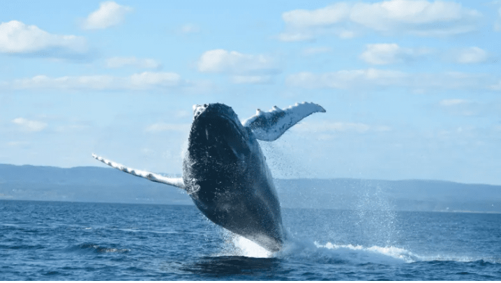 St. Lawrence estuary is swimming with abundance of whales