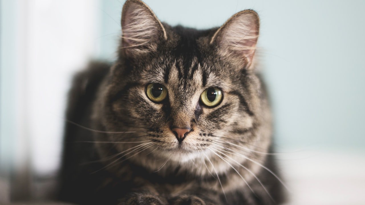 How to Clean Your Cat Eyeglasses